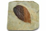 Fossil Leaf (Beringiaphyllum) - Montana #305975-1